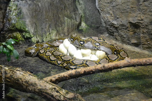 The reticulated python lies around its eggs. Python is one of the largest snakes. 
