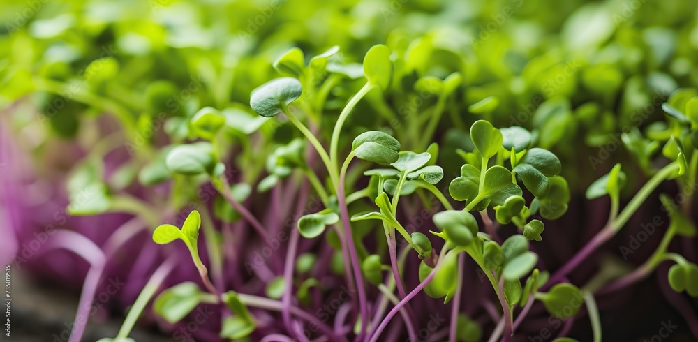 Microgreens on a blurred background. The concept of a healthy lifestyle. Microgreens on a blurred background. The concept of a healthy lifestyle.