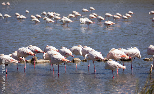 Flock of greater flamingos with pinkish feathers standing against background of blue water of pond. Natural environment with magnificent wild birds