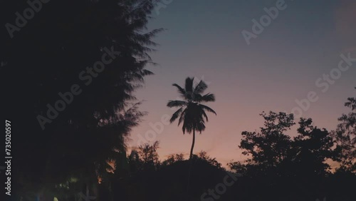 Shilouetted palm tree at sunset with a bird flying by photo