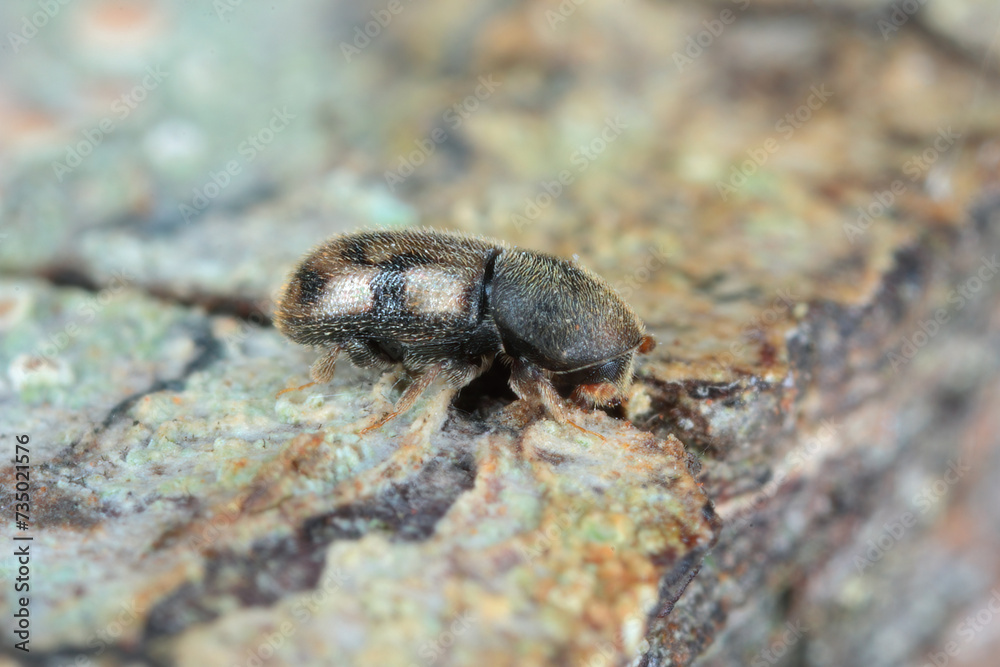 An interesting bark beetle of the genus Aphanarthrum that lives in plants of the genus Euphorbia (spurge) in the Canary Islands. An interesting bark beetle of the genus Aphanarthrum that lives in plants of the genus Euphorbia (spurge) in the Canary Islands.