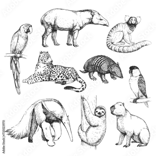Vector hand-drawn set of Brazilian animals  in the style of engraving. A collection of biological sketches, isolated on white.