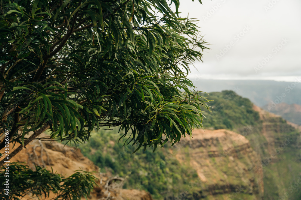 Canyon Lookout is a poplar area for visitors to Kauai's colorful canyon. kauai, hawaii - sep 2022 Canyon Lookout is a poplar area for visitors to Kauai's colorful canyon. kauai, hawaii - sep 2022