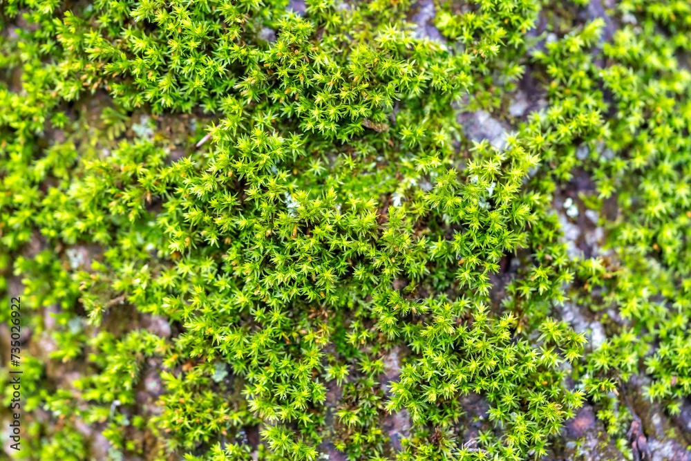 Close-up of green moss Close-up of green moss