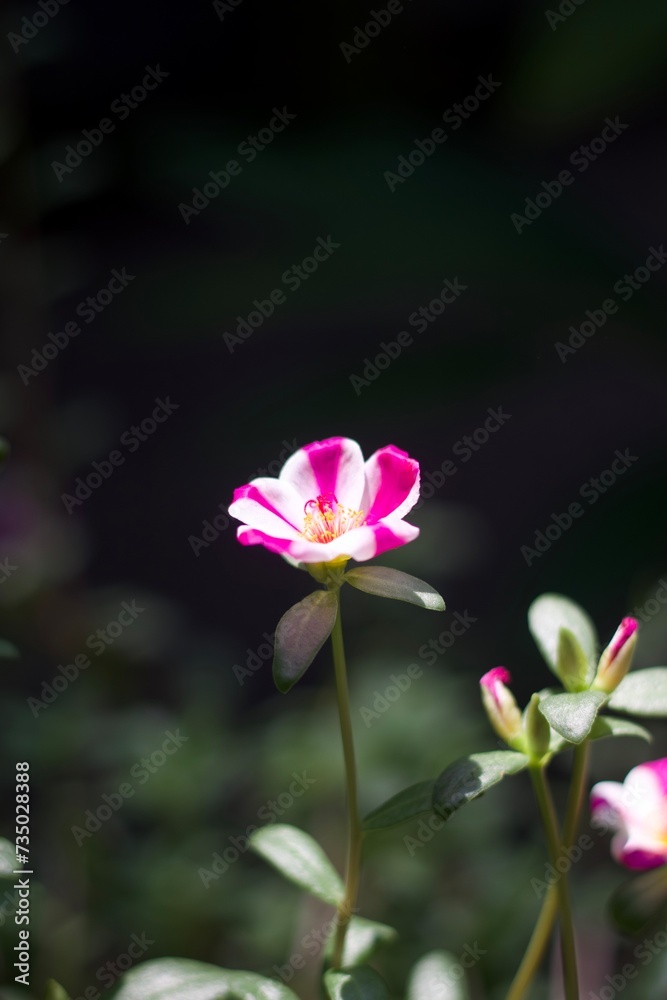 Fototapeta premium Flower