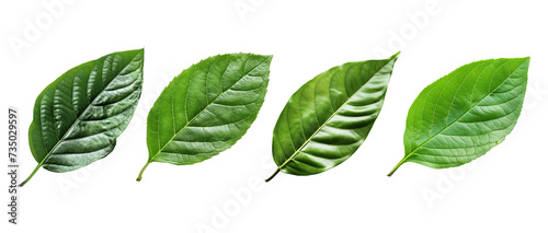 set of green leaves Png isolated on transparent background © Creative Art7