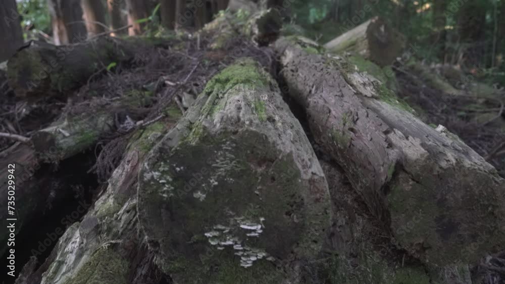 Old wood stock in the forest with moss around wood in Japan 2023 summer Old wood stock in the forest with moss around wood in Japan 2023 summer
