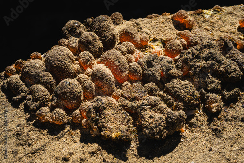Macro shot of golden bubbles of longleaf pine resin on the outside of a turpentine barrel