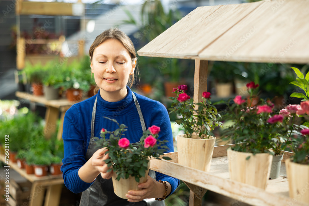 Woman florist in apron holding pot with miniathyrros rose in flower shop