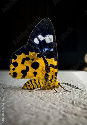 Photography butterfly on a white floor.