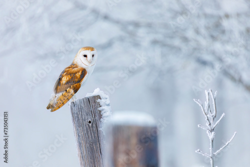 Owl in frosty morning. Barn owl, Tyto alba, perched on snowy fence at countryside. Beautiful bird with heart-shaped face. Hunting predator looking for prey. Wildlife. Attractive winter scene with owl.