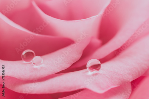 ピンクのバラの花びらに水のしずく ビューティー背景素材