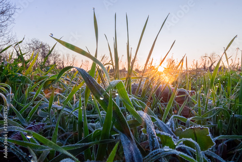 Brina mattutina sul campo agricolo 