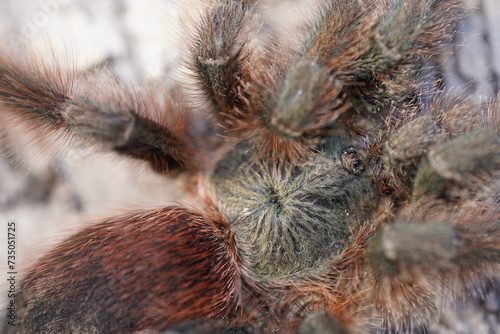 Detail of the head of a pink-toed tarantula Avicularia avicularia. Wildlife spider in Amazon rainforest near the village Solimoes, Rio Tapajos, Para State, Brazil.