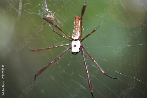 Golden silk orb weaver Trichonephila clavipes on his web. Wildlife in Amazon rainforest near the village Solimoes, Rio Tapajos, Para State, Brazil. photo