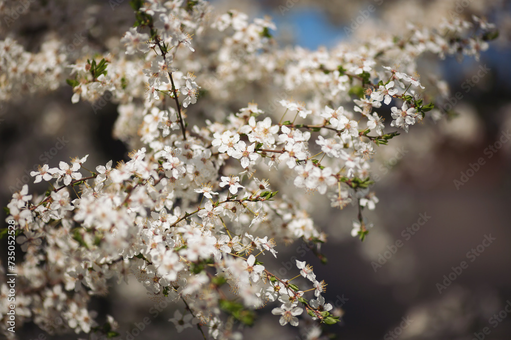 White beautiful flowers the fruit tree. Close up of spring flowering cherry tree branch. Spring blooming sakura cherry flowers branch. 