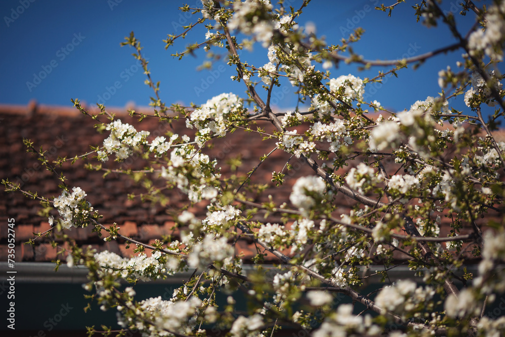 Blossoming of cherry flowers in spring time with green leaves, natural floral seasonal background. cherry flowers in the garden. Blossoming of cherry flowers in spring time with green leaves, natural floral seasonal background. cherry flowers in the garden.