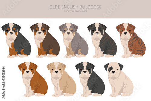 Olde English Bulldogge, Leavitt Bulldog puppies clipart. Different poses, coat colors set