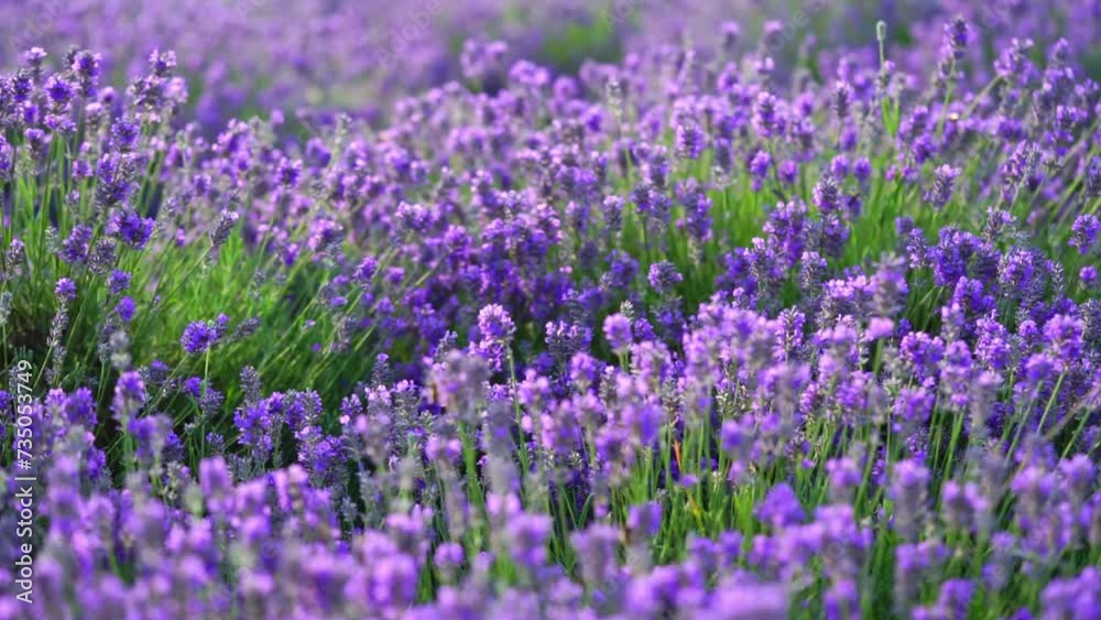 Lavender flowers field on the wind. Purple natural background. Slow motion Lavender flowers field on the wind. Purple natural background. Slow motion