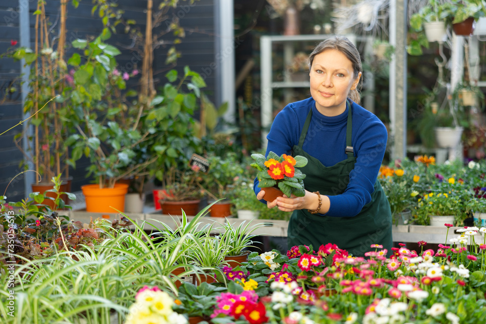 Female gardener tending to potted primula in container garden