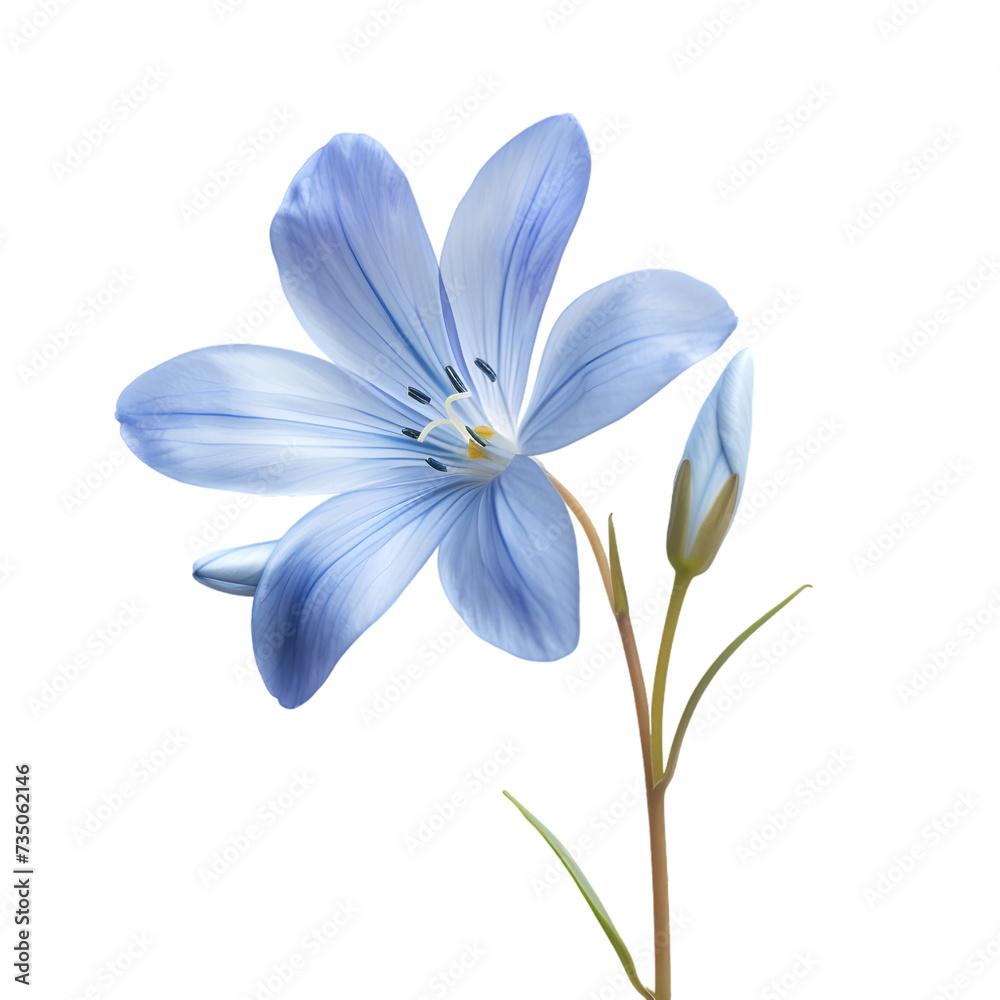 spring blue flower isolated on white or transparent background 