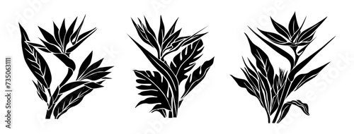 Set of Strelitzia, Bird of Paradise flower silhouettes. Tropic outline floral illustration. Exotic botanical black outline drawing. Vector design for logo, tattoo, wall art, packaging isolated. photo