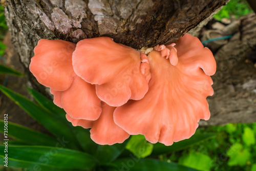 Wild Pleurotus djamor mushroom growing on a Yucca sp. tree in Sao Francisco de Paula (South of Brazil) photo