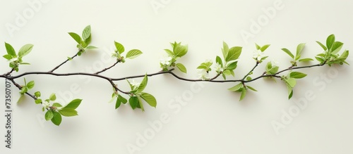 Close-up of beautiful fresh green branch with lush leaves in natural sunlight © AkuAku