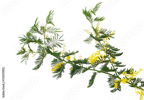 Mimosa branch, Acacia dealbata, isolated on white photo