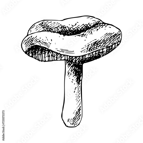 Hand drawn forest mushroom vector illustration. Isolated sketch of Russula. Organic product on white background for menu, label, packaging, recipe