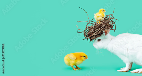 Easter Bunny with a Nest of Chicks on its Head Against a teal Background. Easter creative banner.