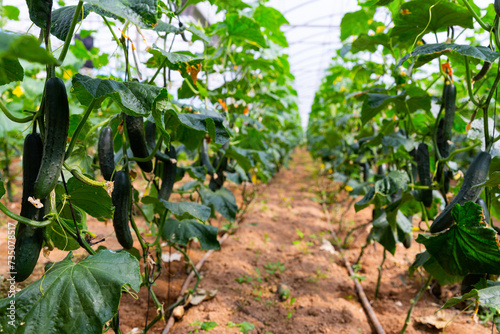 Closeup of fresh cucumbers ripening on hanging stalks in greenhouse..