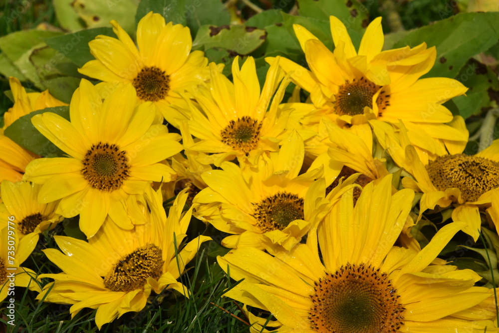 Sunflower flowers in the garden, Sainte-Apolline, Québec, Canada