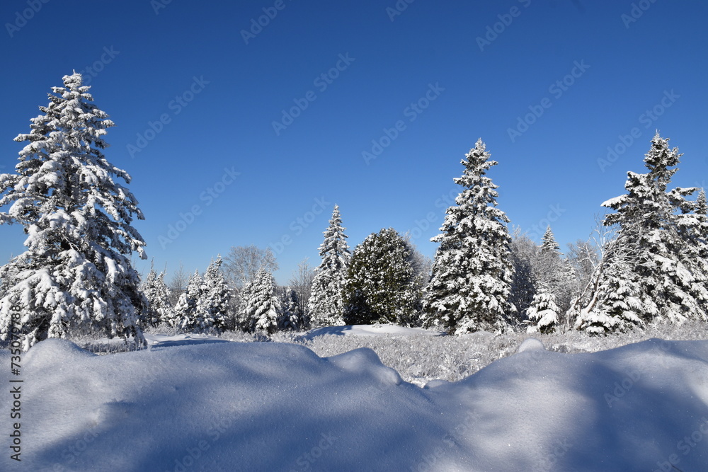 A snowy forest, Sainte-Apolline, Québec, Canada