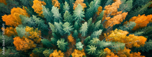 Seasonal transition in forest captured from aerial view. 
