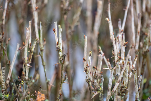 Bare sharp gooseberry bush branches in winter. Floral texture background