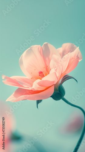 One Light Peach Flower background. Clear and Peaceful. Empty Space.