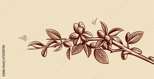 Abstract coffee plant with coffee beans  symbolizing coffee cultivation in agriculture. simple Vector Illustration art simple minimalist illustration creative