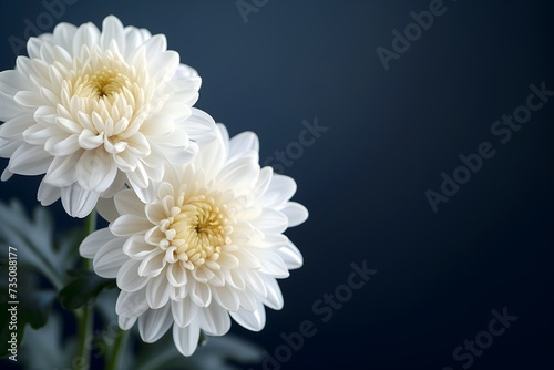 Symbolic funeral scene with a beautiful white chrysanthemum flower against dark background  offering space for remembrance text.