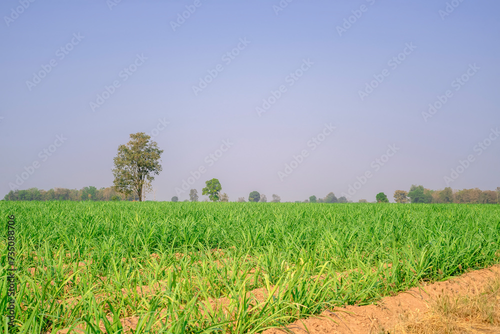 Obraz premium Sugarcane growing inside the farm in countryside of Thailand