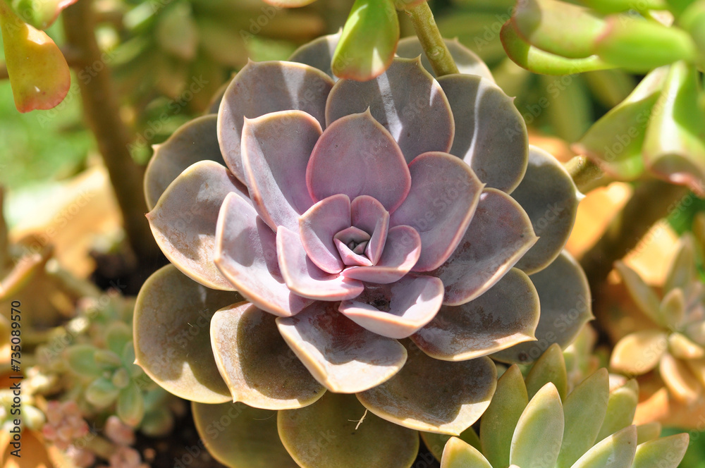 planta suculenta roxa de jardim planta suculenta roxa de jardim