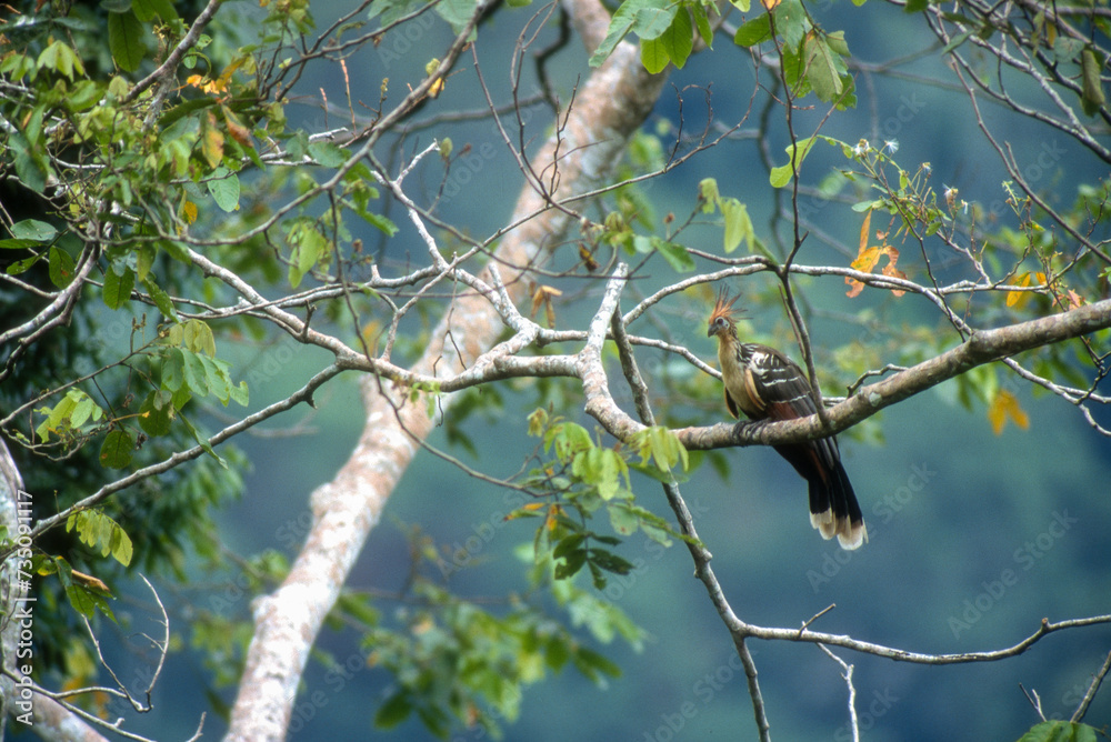 Hoazin huppé,.Opisthocomus hoazin, Hoatzin, Parc national de Mnu, Pérou Hoazin huppé,.Opisthocomus hoazin, Hoatzin, Parc national de Mnu, Pérou