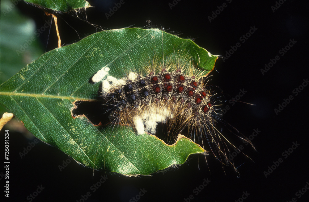 Bombyx disparate, Lymantria dispar, Bombyx disparate, Lymantria dispar,