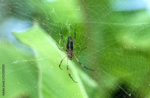 Néphile dorée, Trichonephila inaurata, araignée