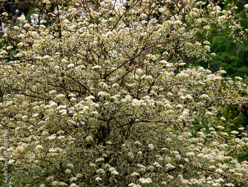 Fototapeta Naklejka Na Ścianę i Meble -  Closeup of the silver green leaves and white flowers of the early-summer flowering garden plant Cornus alternifolia Argentea.
