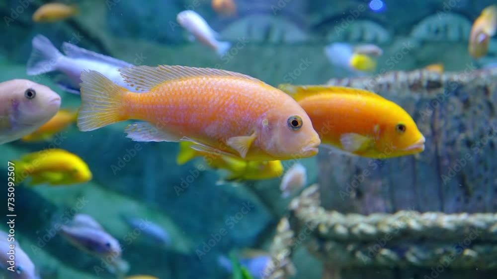 Beautiful tropical fish in an aquarium or ocean near coral reefs. Beautiful tropical fish in an aquarium or ocean near coral reefs.