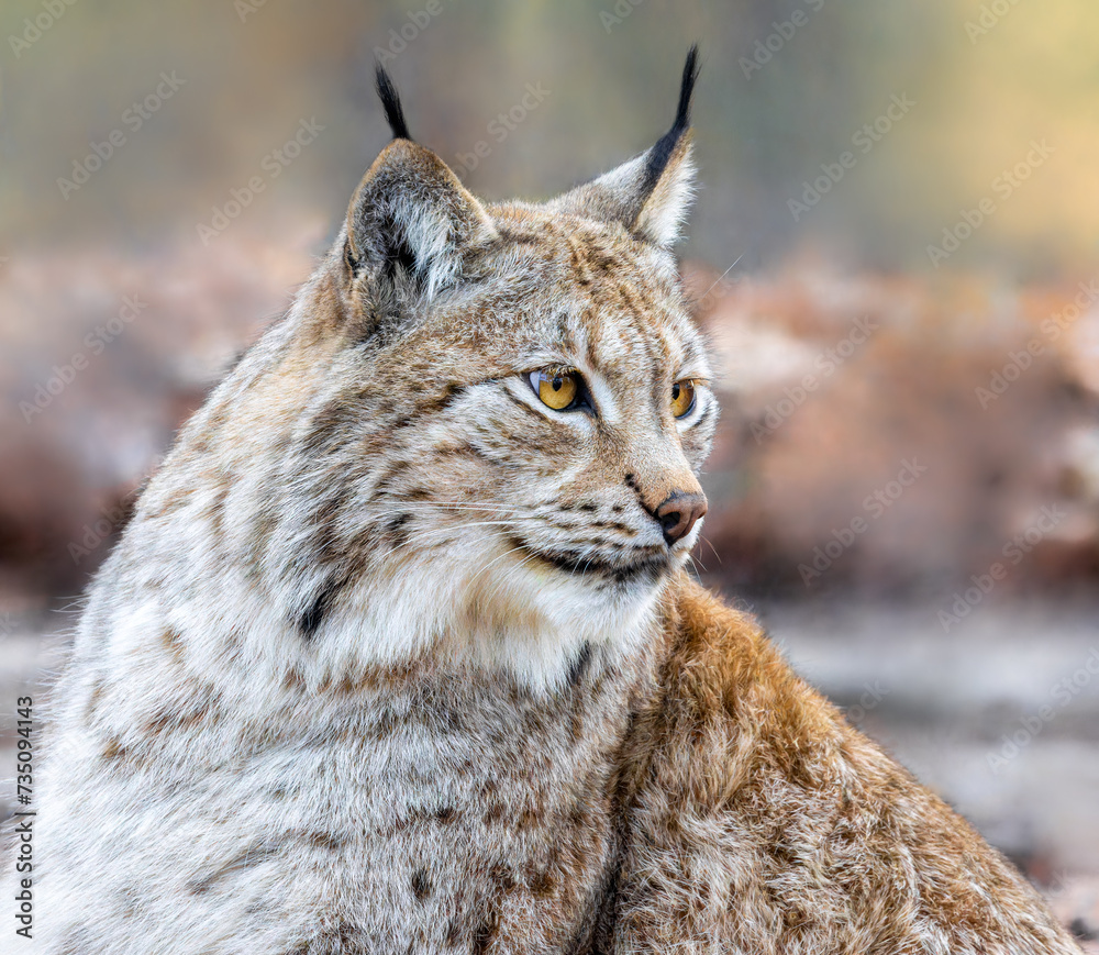 Close up view of an Eurasian lynx (Lynx lynx) Close up view of an Eurasian lynx (Lynx lynx)