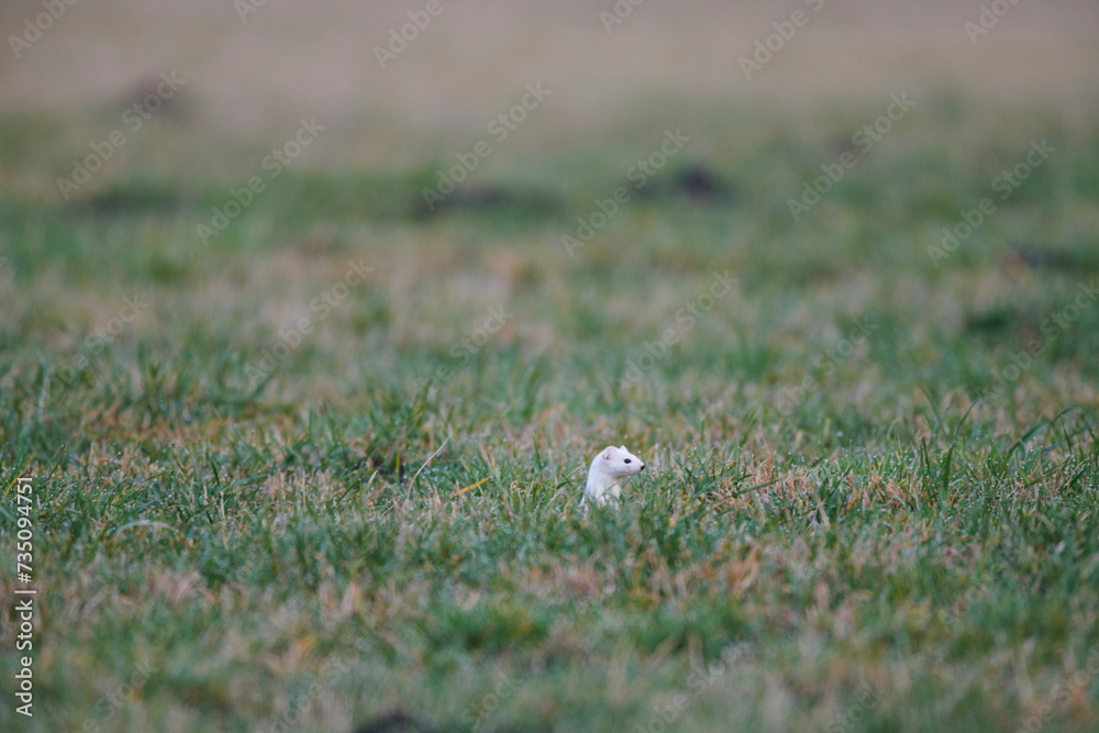 Hermelin im Winterkleid auf einer nassen Wiese am Morgen Hermelin im Winterkleid auf einer nassen Wiese am Morgen