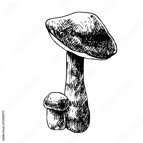 Hand drawn forest mushrooms vector illustration. Isolated sketch of two boletuses. Organic edible products on white background for menu, label, packaging