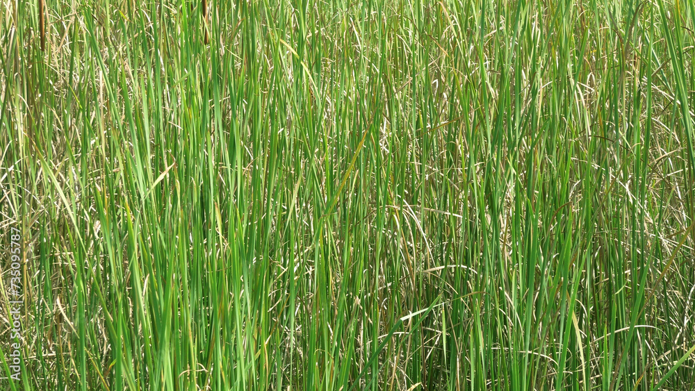 Ripened rice plants in the paddy field